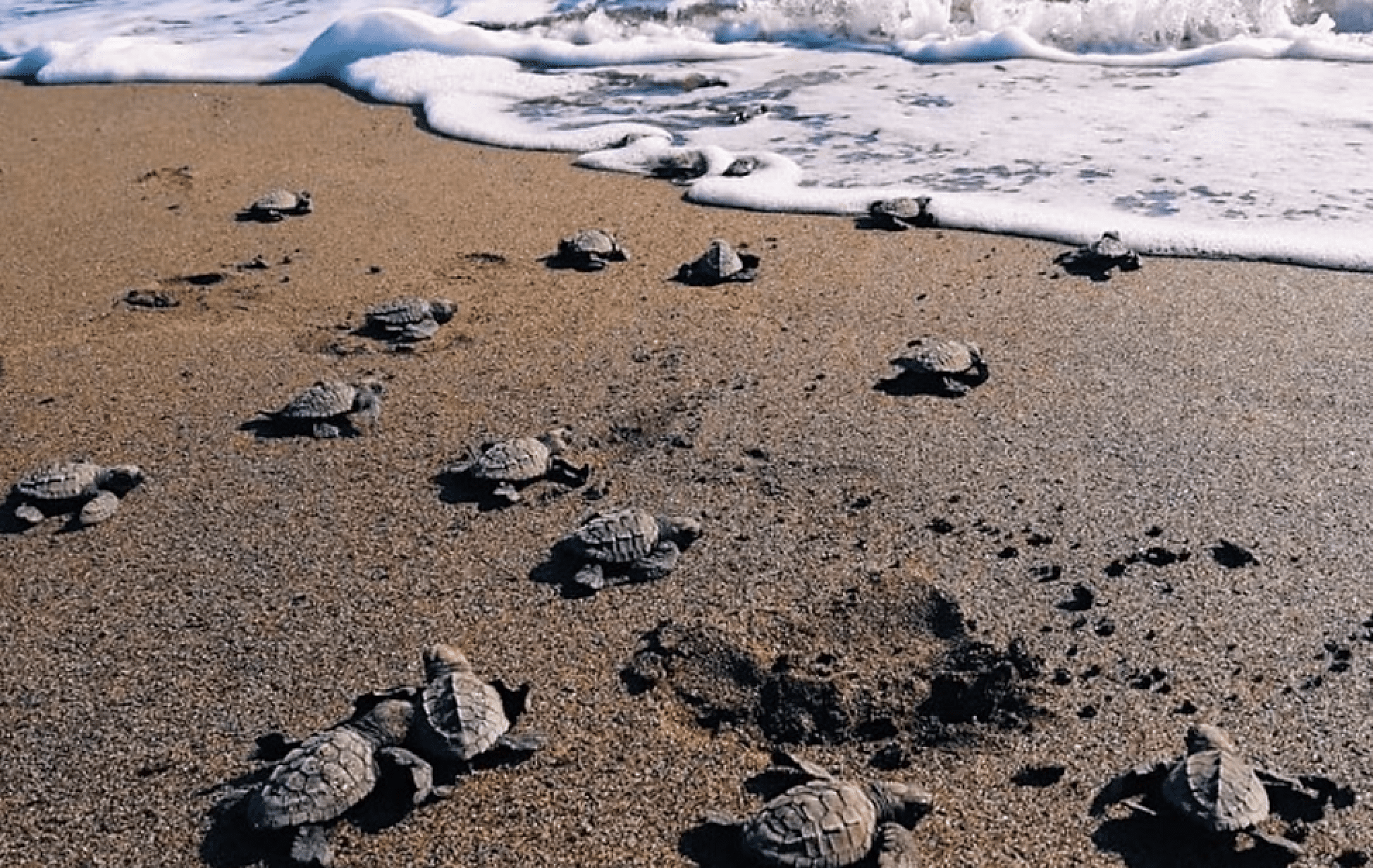 Sea Turtle Conservation in Nicaragua